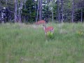 Deer buck doe horns hunting baiting animals wild nature