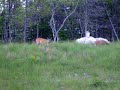 Deer, spike horn and a doe Deer, spike horn and a doe