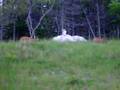Deer, spike horn and a doe