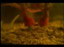Triops The Movie