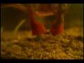 Triops The Movie
