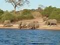 Elephant Happy Hour