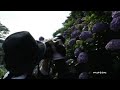 yong joon taking photos of hydrangae