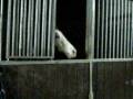 videos de Yama a faim!