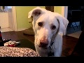 Bacio's reaction to the Bark Side
