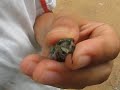 Cicada Singing in my Hand