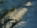 wagon wheel ruts wagon wheel ruts