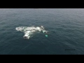 Playful Killer Whales Breach Near Monterey, California