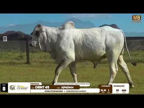 1� LEIL�O PRODU��O FAZENDA ORIENTE