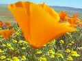 Poppy field, Poppy Reserve, Antelope Valley Poppy field, Poppy Reserve, Antelope Valley