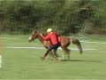 logis du poney poney games open élite logis du poney poney games open élite