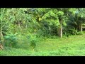 Eco-Tourism in Jamaica - YouTube