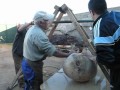 matanza_gorrino_yuste-guijarro_06