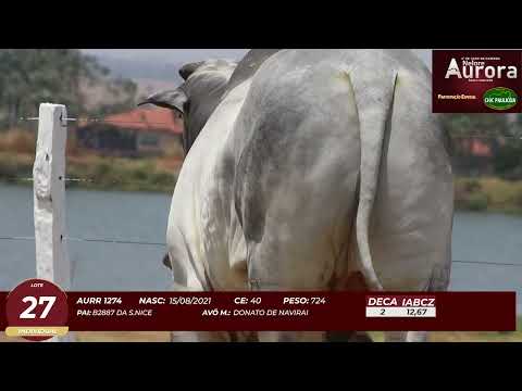 4� De Olho na Fazenda - NELORE AURORA participa��o Chico Paulic�ia