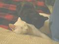 videos de Sin título-PAWY.wmv