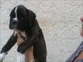Rocky X Ella 7 Semanas Rocky X Ella 7 Semanas
