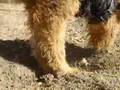 Airedale Terrier video