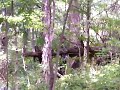 Operation Creek Bed