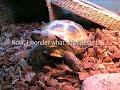 Breakfast for a Russian Tortoise