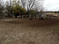 videos de Finnish Lapphund- Niisku herding Part 2