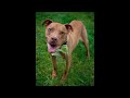 Click here to watch this video AW Bruiser-PW Long (Tribute to Mr. Pants)