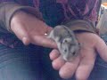 Hamster Hamster hámster Hamster Hamster hámster