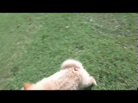 light red male chow puppy