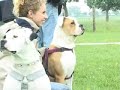 CanineDogProject Celtic show 2007