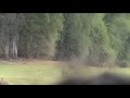 Wild Boar Kabini river