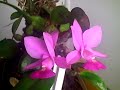 Cattleya walqueriana