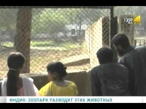 животное индийский носорог