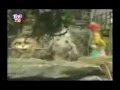 Pacha y los Gatos: Intro del programa