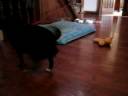 Hyper chihuahua. her name is TIPPIE!! adhd much?