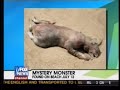 The Montauk Beach Monster Revealed