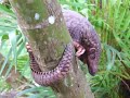 Pangolin Malaisie Pangolin Malaisie