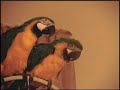Talking Bird 3