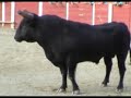 Sabugal Aldeia do Bispo 2008 Festival do forc�o -bullfight