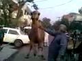 camel on eid.sb