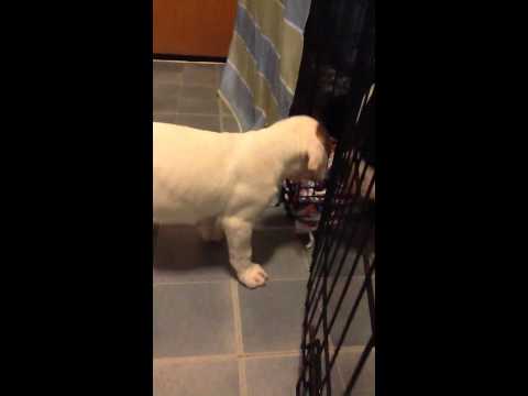 Puppy #2 female Rosie