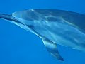 Swimming with Wild Dolphins - Part 2 of 2, February 2009