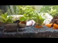 luring an axolotl (without food)