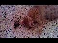 Dro-Gatti - Gatti e Valeriana