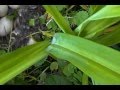 daisy ducks eggs 5-23-124