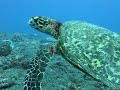 Tortue à La Réunion