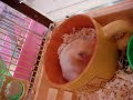 Pinkie the syrian hamsters Pinkie the syrian hamsters