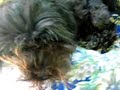Bichon Havanais Narttu Sissi