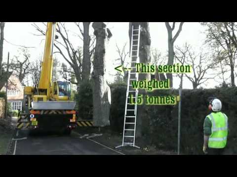how to remove a tree
