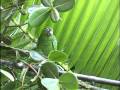 videos de Puerto Rican Parrot Part II