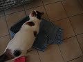 Vanille is doing the laundry