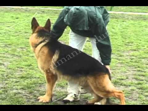 alman kurt